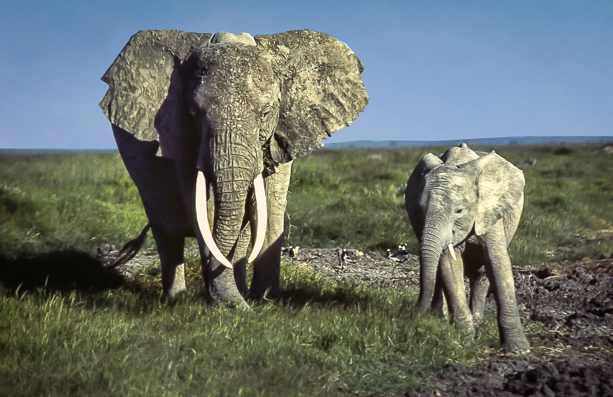1. Day 1: Discover the Best of Nairobi’s Wildlife